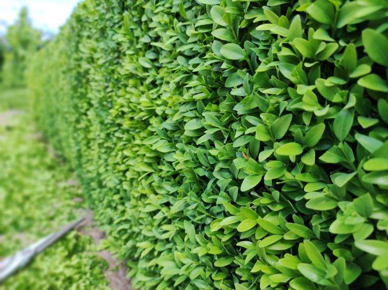 Boxwood Borders and Accents