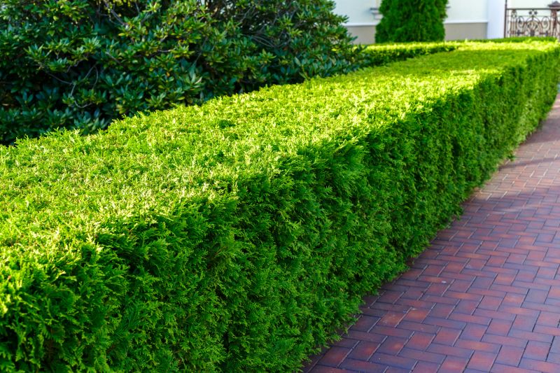 Boxwood Garden Border
