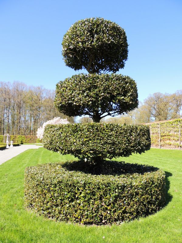 Elegant Boxwood Topiary
