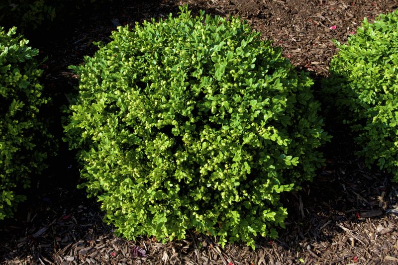 Boxwood in a Formal Setting