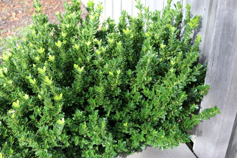 Lush Boxwood Hedges