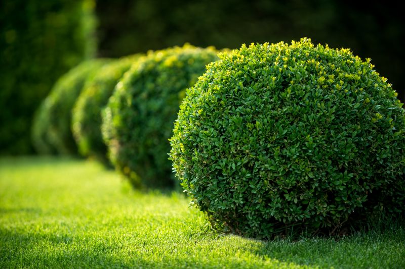 Contact About Boxwood Planting