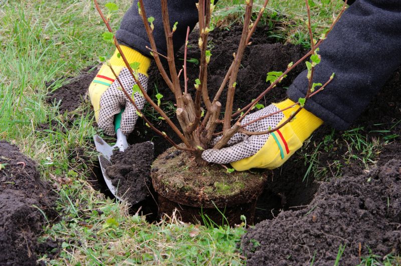 Guide to Boxwood Planting and Care