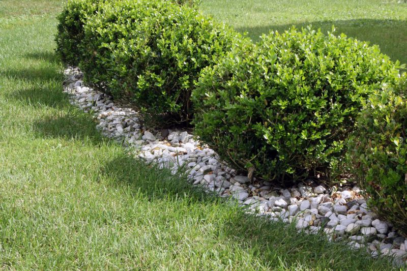 Boxwood Planting Options and Supplies