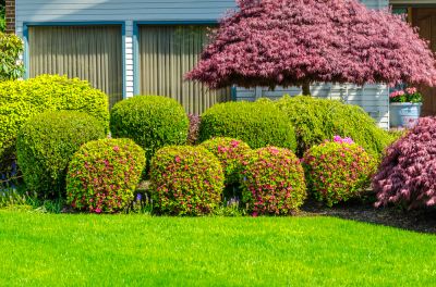 Get Boxwoods Planted To Add A Touch of Style and Sophistication To Your Landscaping!