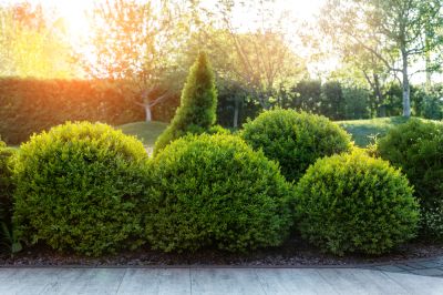 Get in Touch With Professional Boxwood Planting Service Today!